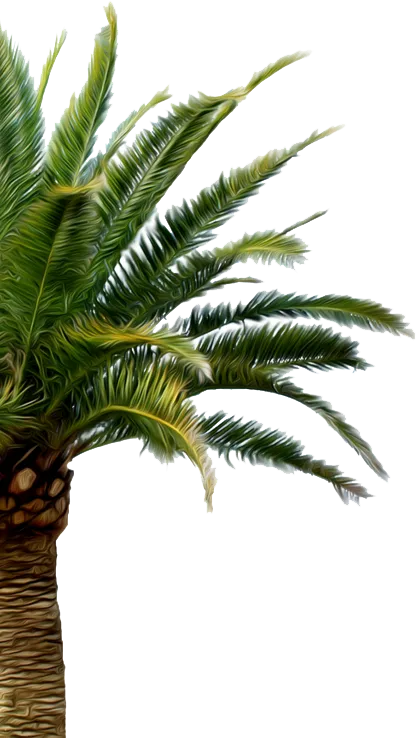 palmtree3