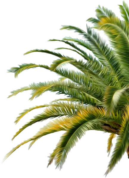 palmtree4